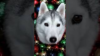 DIY Christmas Photo Backdrop for fun Holiday Photos with Your Dogs!