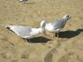Seagulls