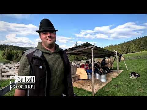 (Partea I) 📍La stâna din Pasul Rotunda a lui NICU DRAGOTĂ (29 de ani) de loc din com. LEȘU, jud. BN