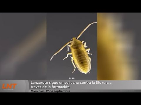 Lanzarote sigue en su lucha contra la filoxera a través de la formación