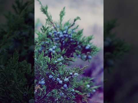 Reiz tu nāksi klusumā