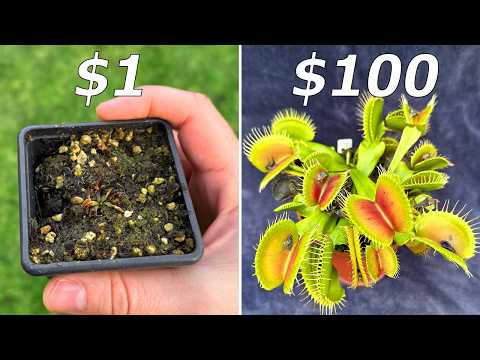 $1 vs $100 Venus Flytrap