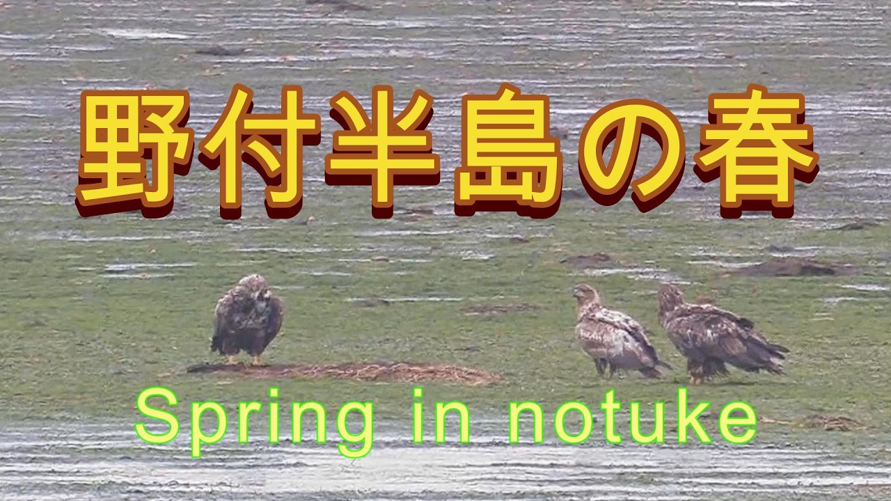 Spring in notuke『野付半島の春』野付半島に春が来る