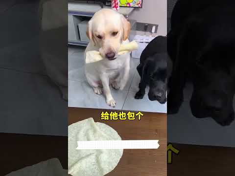 Έδωσα φαγητό και στους δύο σκύλους! 🍖🐾