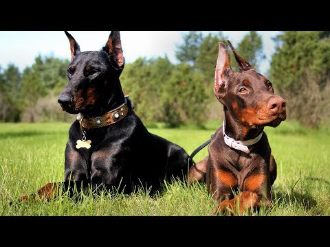 Top 10 dangerous dogs in the world !!