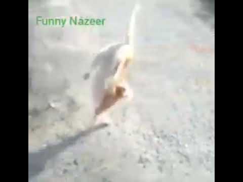 Cat dancing