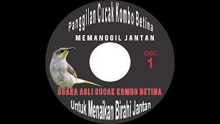 Download lagu Suara Cucak Kombok Betina - Pancingan birahi Kombo Jantan mp3