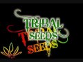 Tribal Seeds - Vampire