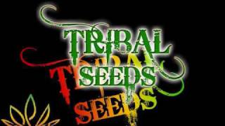 Tribal Seeds - Vampire