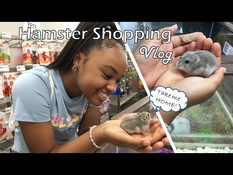 Shopping for a Hamster