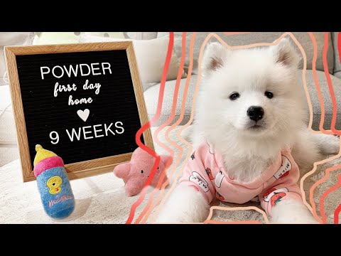 DAY IN THE LIFE of a baby polar bear (samoyed puppy 9 weeks old)