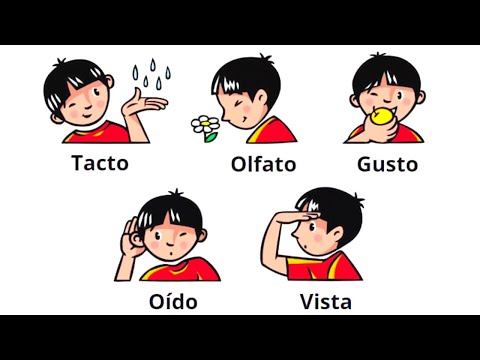 The 5 SENSES, their organs and functions👂