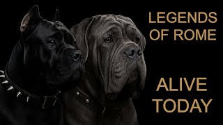 Download lagu Cane Corso and Neapolitan Mastiff | History, Temperament & Comparison mp3 Download lagu Cane Corso and Neapolitan Mastiff | History, Temperament & Comparison mp3