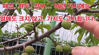 매실, 자두, 살구... 이런 가지에는 열매도 크지 않고 가지도 끝내 고사합니다.(매실 적과, 자두 적과, …