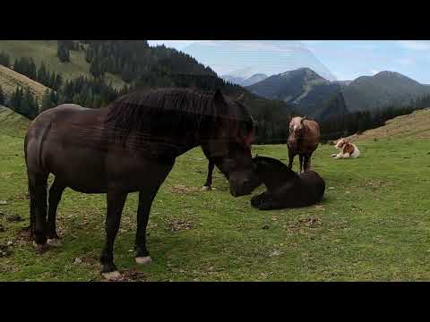 monte osternig austria