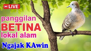 Download lagu Perkutut BETINA memanggil jantan dari alam bebas berani PUTAR nyaut mp3