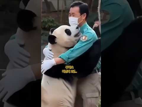 그리운 푸바오가 한국 떠난지 2년...다시 돌아와줘..