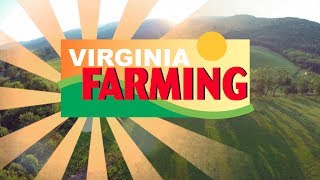 Virginia Farming: Lavender Farm