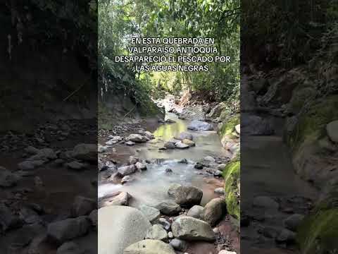 EN ESTA QUEBRADA EN VALPARAÍSO ANTIOQUÍA DESAPARECIÓ EL PESCADO POR LAS AGUAS NEGRAS.