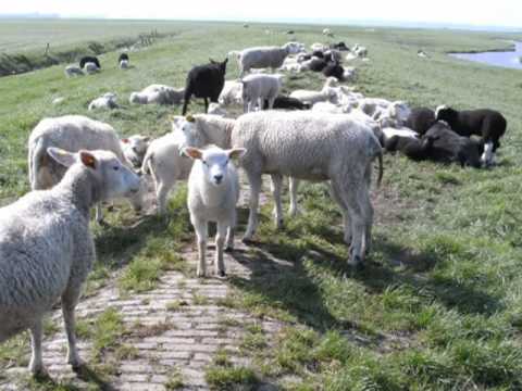 De Heer is mijn herder