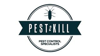 Pest2Kill Sydney logo animation