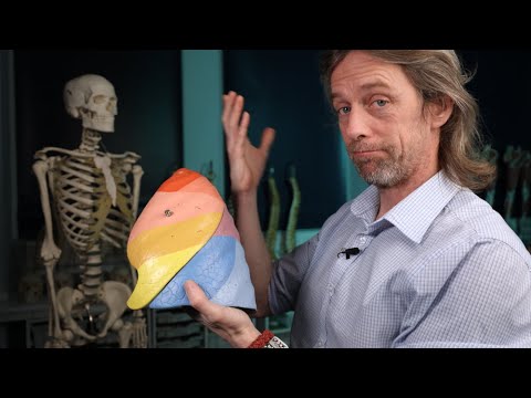 Bronchopulmonary segments anatomy