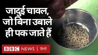 Magic Rice : चावल की ऐसी क़िस्म, जिसे पकाने के लिए उबालने की ज़रूरत नहीं पड़ती (BBC Hindi)