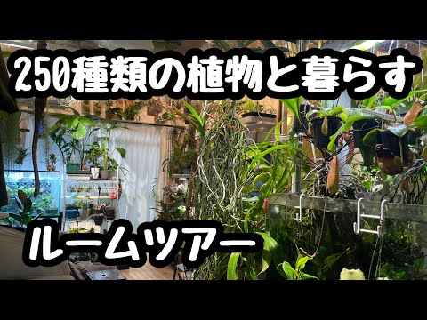 園芸 唖者の杖、聾唖者の植物