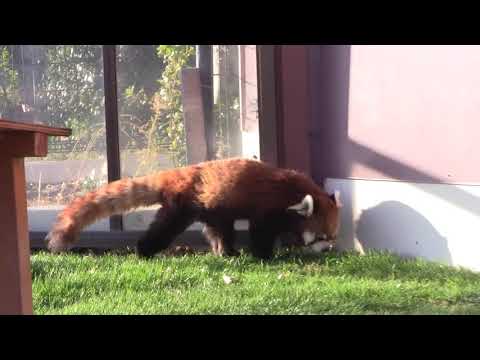 #1-24 Dec 2018 red panda at Adventure world, Japan