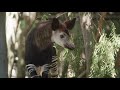 Okapi Calf Debut At The San Diego Zoo