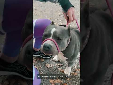 How to use the Learn to Lead Leash