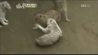 Tigress dominates 3 Lions.