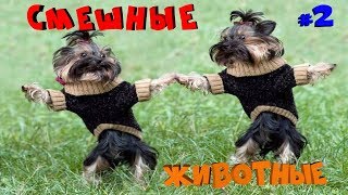 ПРИКОЛЫ С КОТАМИ И ПРИКОЛЫ С ЖИВОТНЫМИ ПОДБОРКА #2! СМЕШНЫЕ ЖИВОТНЫЕ! ПРИКОЛЫ С СОБАКАМ! Funny Cats