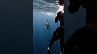 Mama Orca comes straight at us , says hello, smiles, and goes on her way 💙 #orca