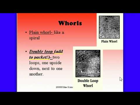 image-What are the 3 types of fingerprint patterns?