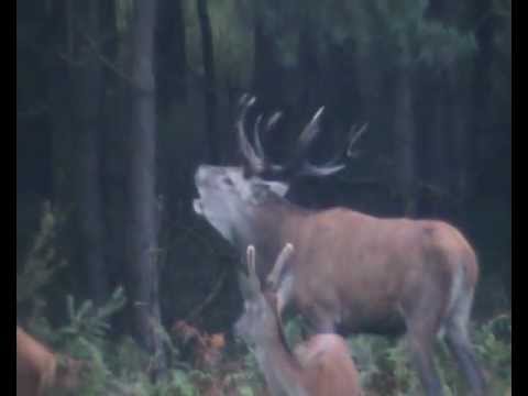 Der erste Hirsch liegt auf der Strecke!