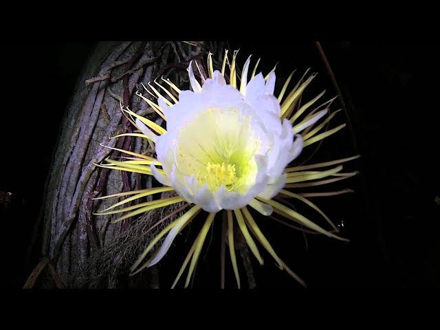 Video Pronunciation of cereus in English