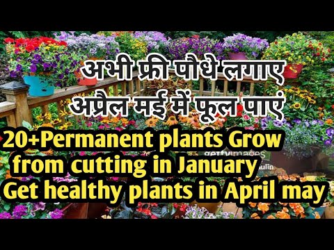 #20+permanent flowers plants Grow January first week from cutting and get healthy plants in April