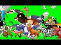 Animal Stampede Animals Stampede Animals Stampede Green Screen Stampede Green Screen Animal