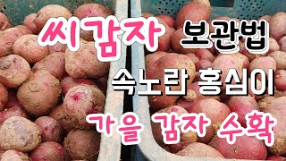 가을 감자 수확 결과는 ? 속노란 홍심이 감자  감자중 최고로 맛있는 감자