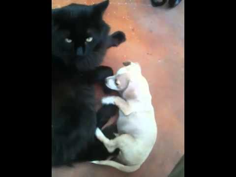 Trevon interrupting sailor