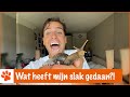 Floris heeft opeens heel veel baby's!!! ?| DierenpraatTV