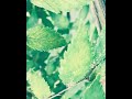 Saint Diablo - Hidden Verses (Recorded Live 2005) for Y101FM Radio