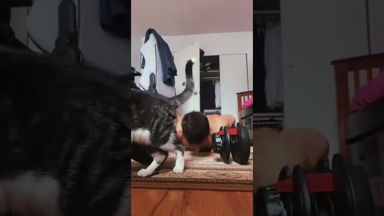 Gato ‘ajuda’ tutor a praticar exercícios físicos