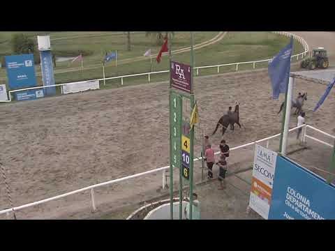 CARRERAS SINT COLONIA 6/3/2026 - EN VIVO - URUGUAY