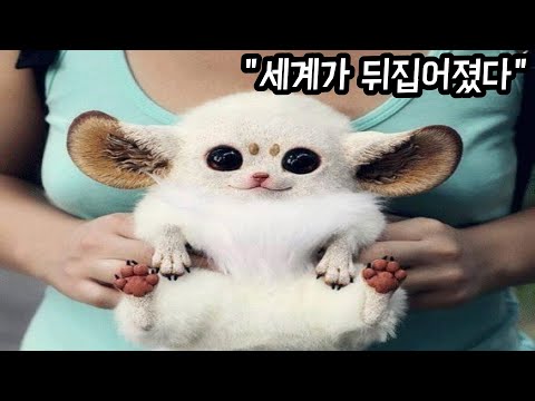, title : '한국에서 가장 귀여운 동물들이 발견되어 화제가 되었습니다'