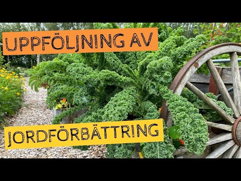En uppföljning av jordförbättring i PALLKRAGE - Hur har grönkålen vuxit under säsongen?