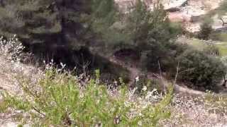 preview picture of video 'Alifornia Zen. La Vall de la Gallinera cerezos en flor. Alicante'