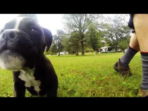 Dunca, the little Valley Bulldog with spunk!