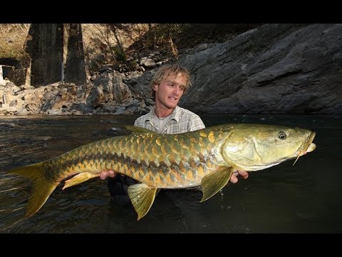 Fish Warrior - Catfish | Amazing Big Fish Species  / (Nat Geo)